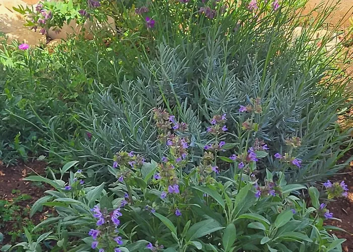 Apartment Slanac 3 Veli Iz