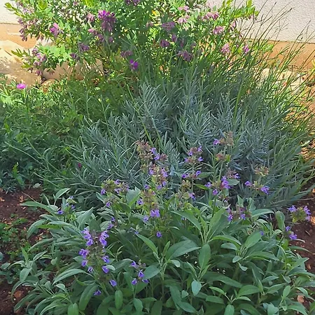 Apartamento Slanac 3 Veli Iž